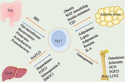 The role of Th17 cells in endocrine organs: Involvement of the gut, adipose tissue, liver and bone